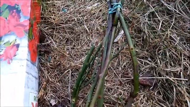 Róża pnąca MUSHIMARA, climbing rose MUSHIMARA - z cyklu sadzonki róż z Biedronki cz.1 смотреть онлайн