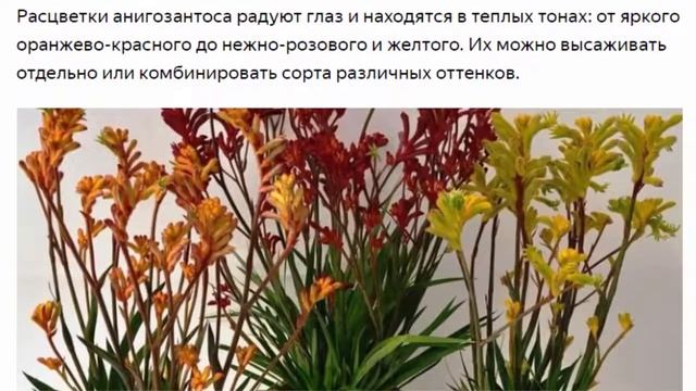 Лапки кенгуру или анигозантос растение из Австралии, которое точно стоит вырастить смотреть онлайн