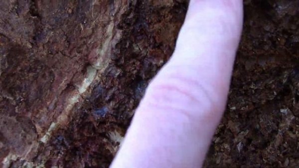 Veins of Common Opal - Roadcut Basalt with Interbedded Sediment.
