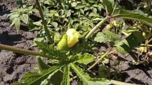 Бамия. Опыт выращивания.