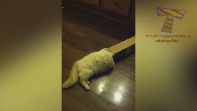 You will LAUGH SO HARD that YOU WILL FAINT - FUNNY CAT compilation смотреть онлайн