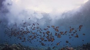 Большой Барьерный риф – 02 часть