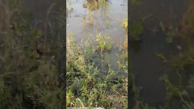 Хабаровске Уровень АМУРА ПОДНЯЛСЯ 25 см 14.08.2021 смотреть онлайн