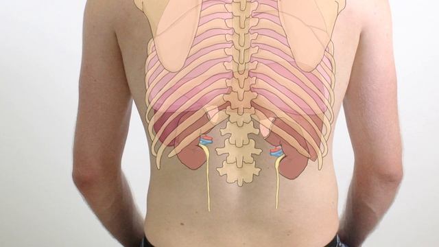 Percussion of the Kidneys - Clinical Examination смотреть онлайн