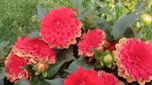 #ПАТИО  георгины# выращивание в горшках и грунте#