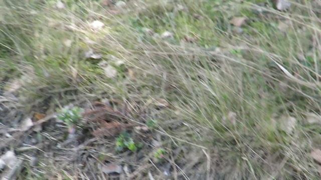 Borowik sosnowy (Boletus pinophilus) 14.05.2016 смотреть онлайн