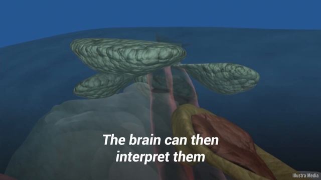 How do dolphins use echolocation to navigate the deep seas? смотреть онлайн