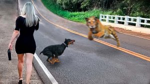 Случаи, Когда Животные Спасли Своих Хозяев