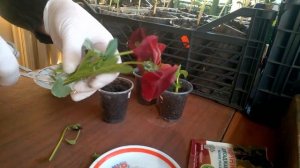 Выращиваем ВИОЛУ черенками.    We grow VIOLA cuttings.Wir bauen VIOLA-Stecklinge an.