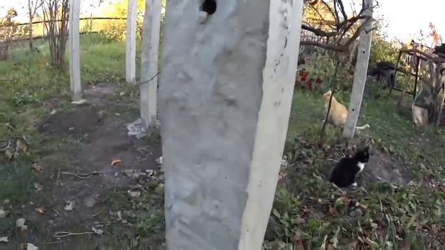 Новая виноградная арка готова. Высокая и просторная. Дача. VLOG. Брест смотреть онлайн