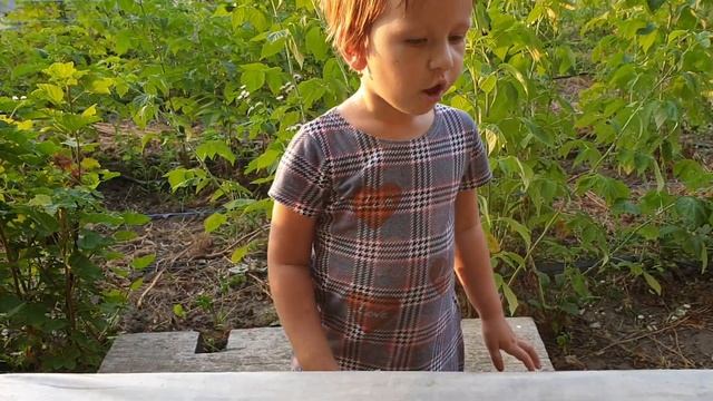 Поспела малина, смородина, ежевика и крыжовник. смотреть онлайн