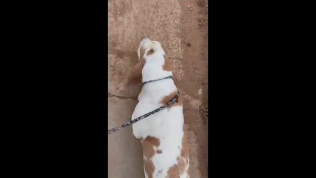 Come on a fast motion walk with Vincent! смотреть онлайн