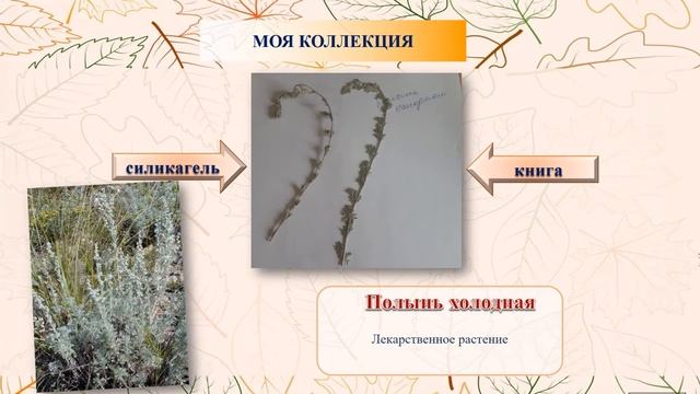 "Гербарии или вторая жизнь удивительных растений" смотреть онлайн