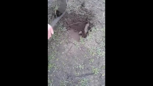 Поиск с металлоискателем Кощей 25К ( версия без мата) смотреть онлайн