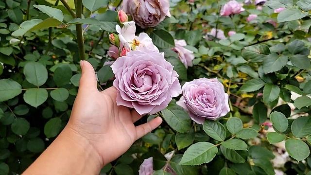 David Austin Rose - James Galway Spring 2021