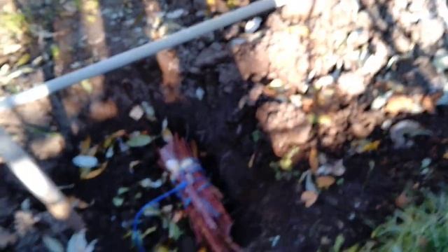 Самый надежный способ хранения черенков персика ,винограда и др. - в земле. смотреть онлайн