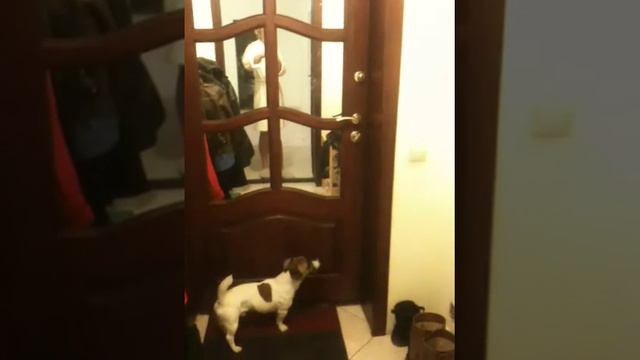 Джек рассел, который очень хочет стать высоким смотреть онлайн