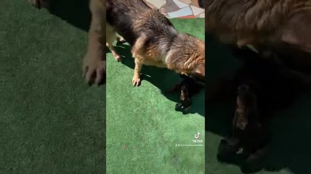 Собаки-подружки: овчарка и такса #всочиумаши смотреть онлайн