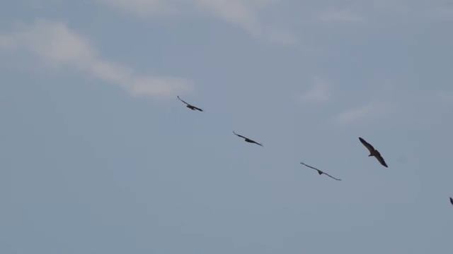 Стервятник (Neophron percnopterus) - Egyptian Vulture | Film Studio Aves смотреть онлайн