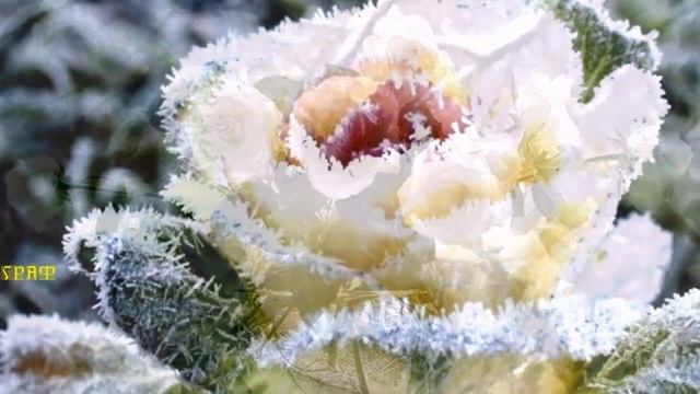 467. Виктор Королёв - Чашечка кофе аромат ванили. НОВИНКИ ШАНСОНА. смотреть онлайн