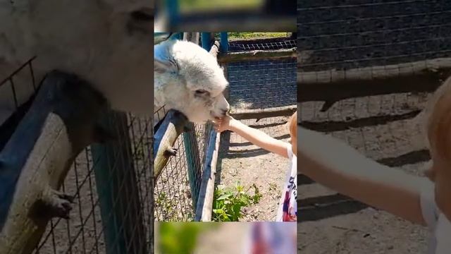 самое милое видео .? кормлю альпаку ? смотреть онлайн