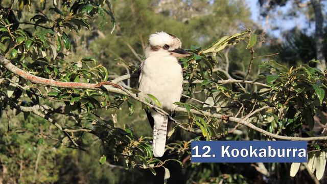AMAZING AUSTRALIAN WILDLIFE LIST: Scary, Funny, Cute & Dangerous Native Australian Animals