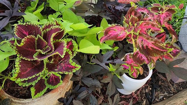 The Coleus needs a mid-summer trim in our shade bed смотреть онлайн