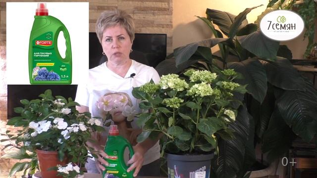 КАК УХАЖИВАТЬ ЗА КРУПНОЛИСТНОЙ ГОРТЕНЗИЕЙ В ГОРШКЕ! смотреть онлайн