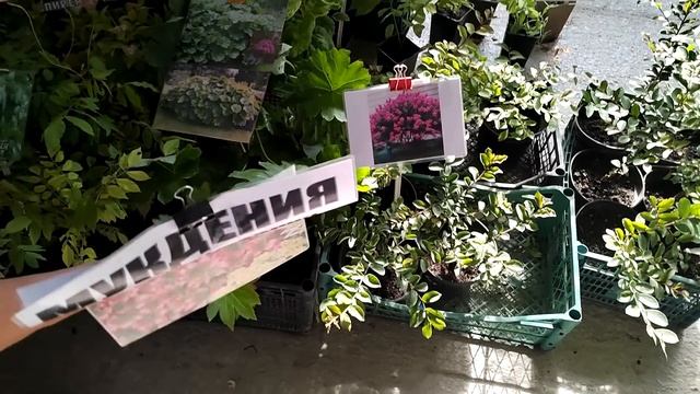 Цветочный рынок Краснодар 10 июля 22 г смотреть онлайн