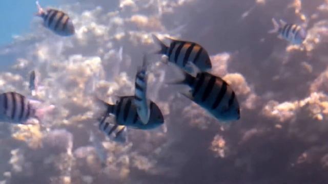 Красное море смотреть онлайн