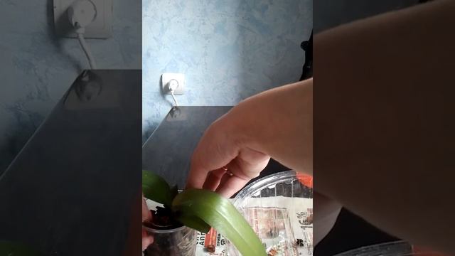 Подросток орхидеи купленный в группе ВК!!! Как будем сажать!!! смотреть онлайн