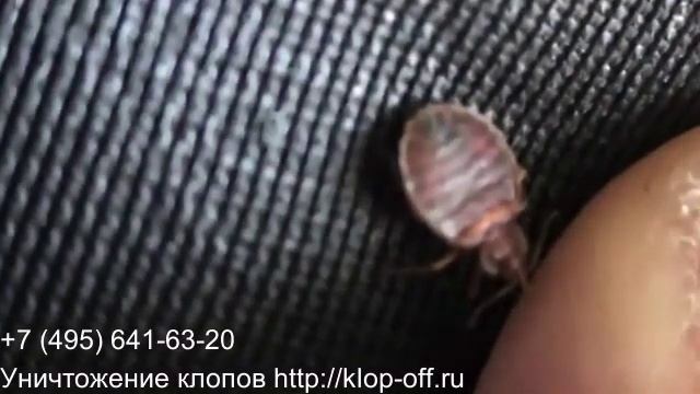 Постельные (домашние) клопы.avi смотреть онлайн