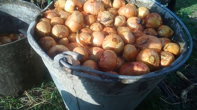 Как подготовить лук к посадке, чтобы он не гнил при хранении. смотреть онлайн