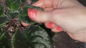 Как очистить листья фиалки от пыли и шерсти ?? Самый простой способ! Фиалки у Алисы.