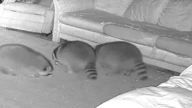 Raccoons Playing and Recliner flip. смотреть онлайн