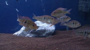 Геофагус тапажос красноголовый (geophagus tapajos red head)