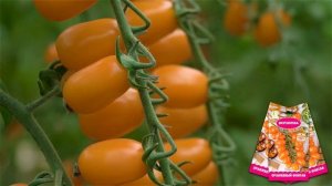 Самые лучшие томаты черри. Томаты черри для открытого грунта и теплиц. Лучшие сорта и гибриды черри