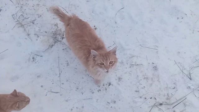 Свиноводство. С чего начинал. смотреть онлайн