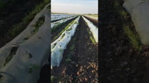 Дыня и арбуз в туннеле под пленкой