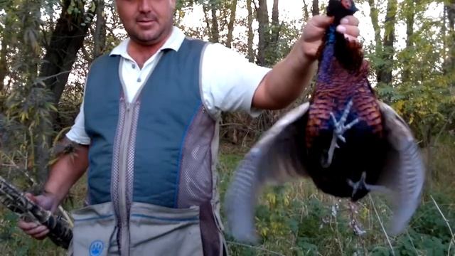 Охота на фазана , на куропатку трофеи смотреть онлайн