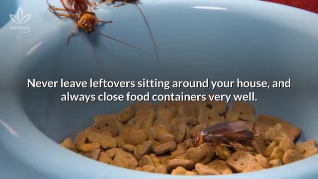 How to Get Rid of Roaches for Good (Fast & Naturally) смотреть онлайн