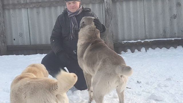алабаи питомника Аз Марал 89278137957 ватсап смотреть онлайн