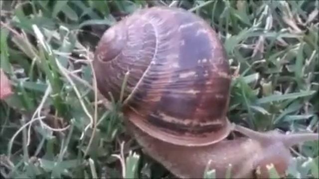 Удивительный мир улиток Очень милые создания ? Улитка крупным планом смотреть онлайн