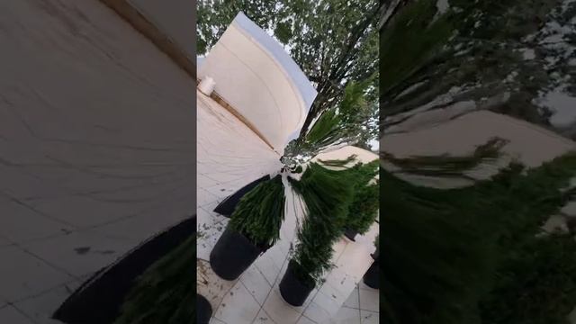 Стрижка туи двойной спиралью. Начало. смотреть онлайн