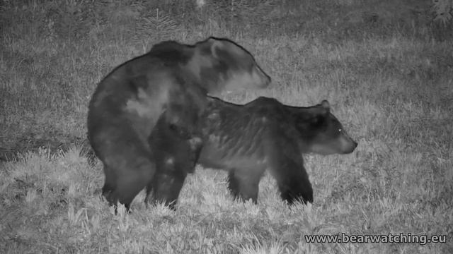 Bear cubs mate for the first time at front of wildlife camera ❤? смотреть онлайн