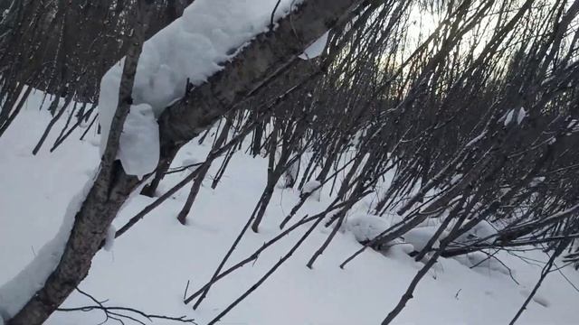 Снежная исполинская саламандра или песец? Snow giant salamander or arctic fox? смотреть онлайн