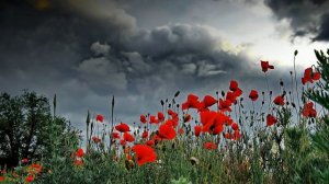 Футаж. Летний пейзаж 26