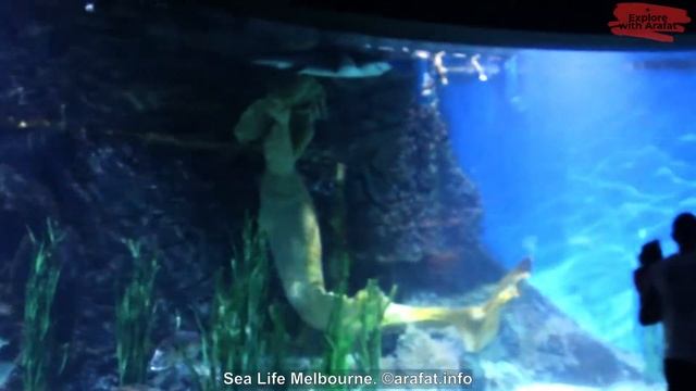 Melbourne Aquarium Sea Life смотреть онлайн