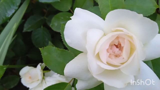 Розы второе цветение, устойчивые к жаре. 5 августа 2023г. смотреть онлайн