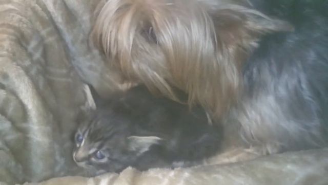 Йоркширский терьер и котенок смотреть онлайн